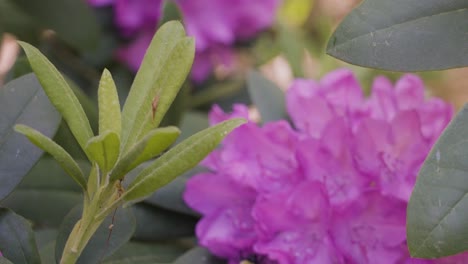 Wind-pushing-through-the-petals-and-leaves