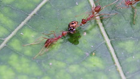 two fire ants catches a yellow lady bug and drag from both sides to spill the life of the bug in a green leaf