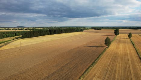 Aerial-Flight-Over-A-Field-Of-Ripe-Yellow-Wheat