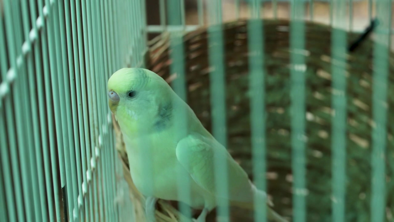 Gros plan d'une perruche ondulée verte se déplaçant à l'intérieur d'une cage à oiseaux en fil de fer avec un nid tressé.