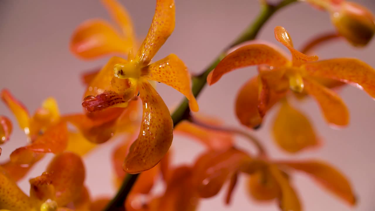 4k hermosa flor de orquídea naranja fresca, de cerca