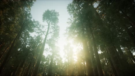 paisaje de puesta de sol brumosa del bosque de secuoya