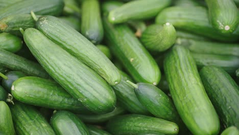 bunch of small fresh organic cucumbers stacked on top of each other