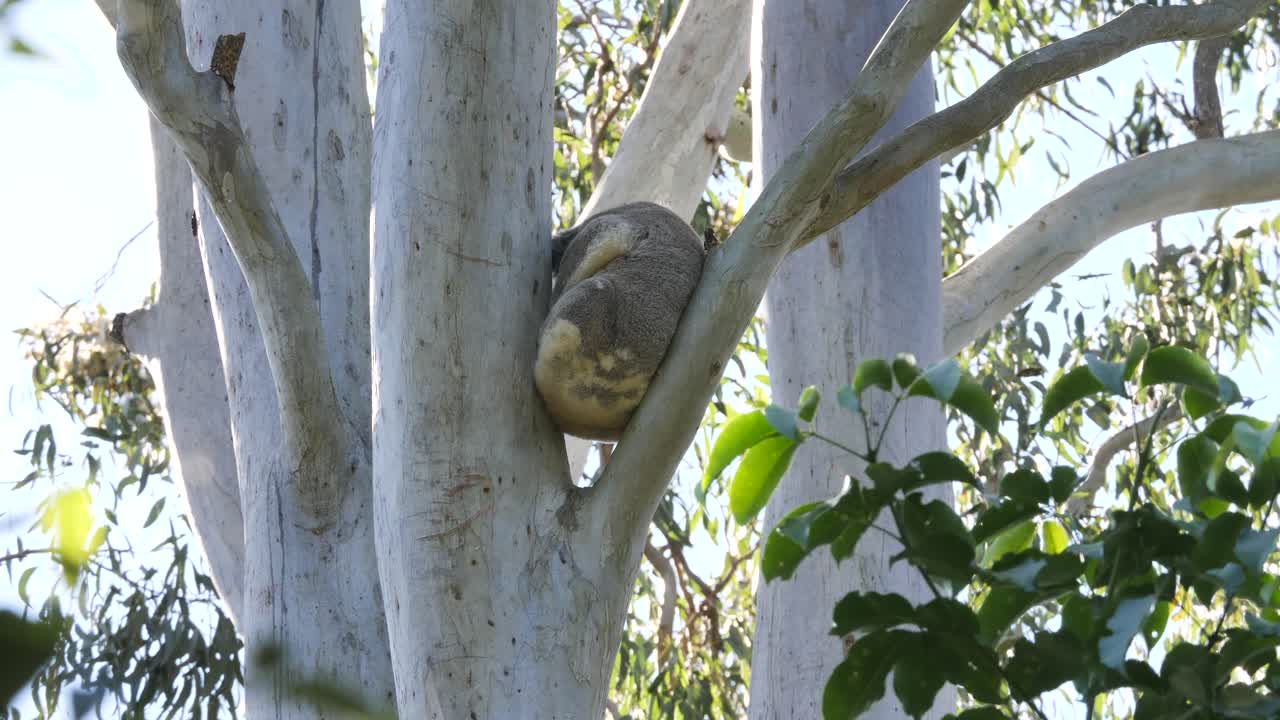 A wild Koala Bear sleeping high up in the branches of an Australian native Eucalyptus Gum tree