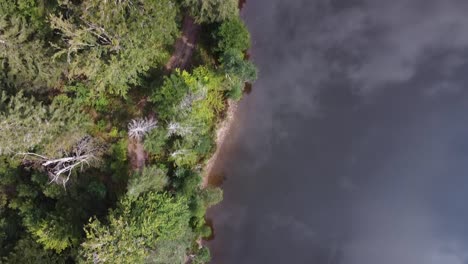 aerial fly over a forest lake with green fir and spruce trees