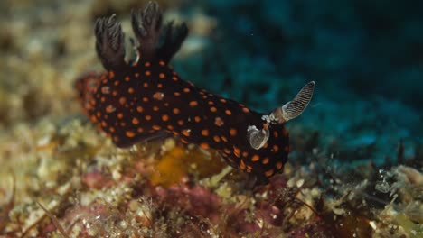 nudibranquio con manchas rojas en el arrecife