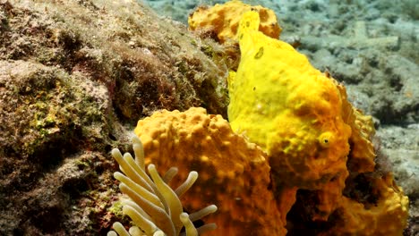 pez rana en el arrecife de coral del mar caribe alrededor de curacao