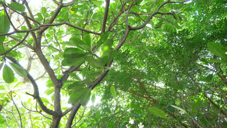 A-footage-from-under-of-treetops-of-the-Frangipani-trees-or-commonly-called-Kalachuchi,-famous-for-its-lovely-white-or-pinkish-smooth-flowers,-other-trees-are-also-revealed-around