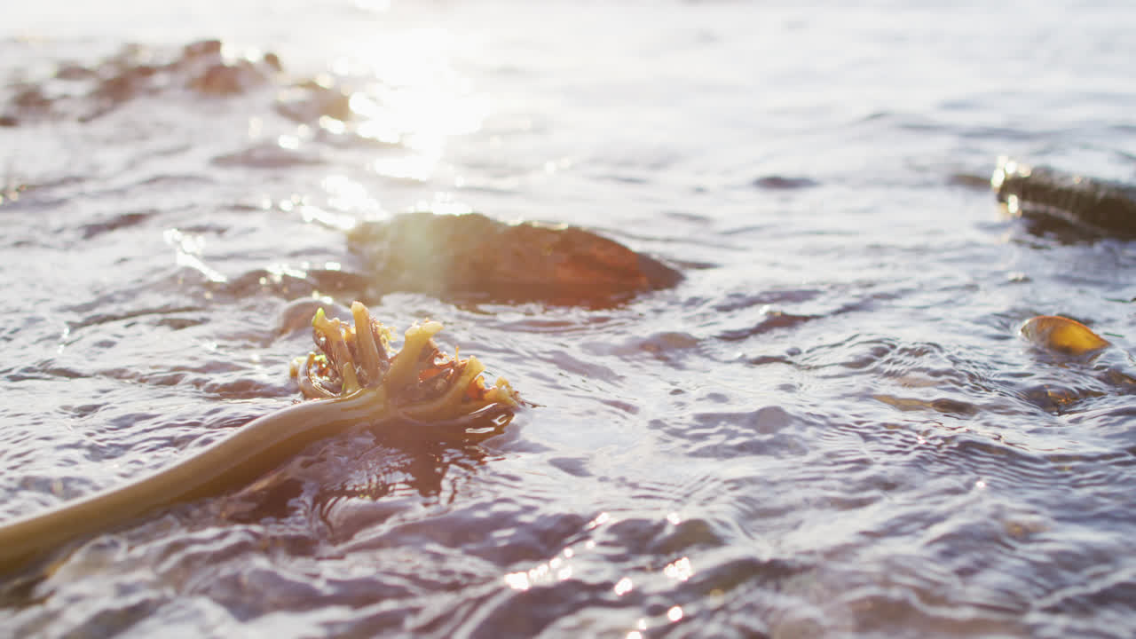 바다 근처 의 바위 에 있는 꽃 의 가까운 모습