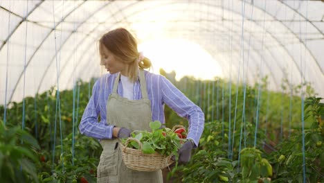 Woman-farmer-in-apron-harvesting-greens-at-greenhouse