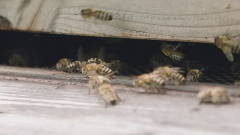 abejas melíferas dentro de la cámara de cría en el patio de abejas del apiario