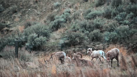 the quiet grazers of british columbia's grasslands