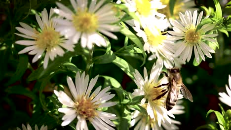 abeja en flores recogiendo polen macro closeup-1