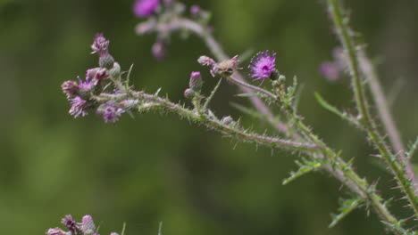 Nahaufnahme-Von-Lila-Distelblüten,-Die-Wild-Im-Freien-Auf-Dem-Land-Wachsen