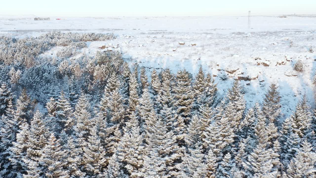 Vinterlandskap med store naturlige juletrær dekket av snø, Island.
