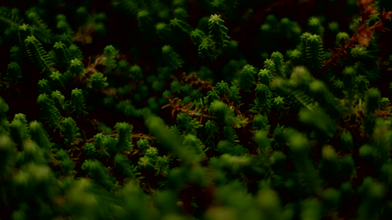 macro view of garden plants with light changing and lateral movement