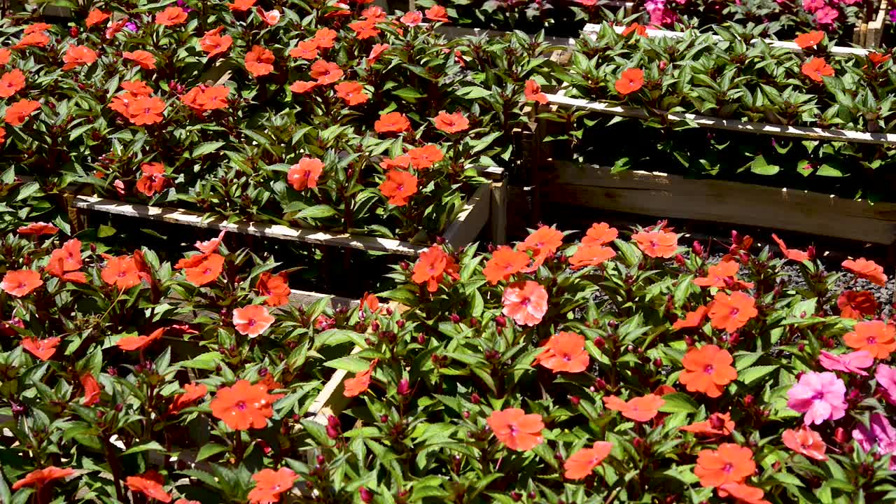 coloridas impatiens walleriana cultivadas para la venta en el mercado