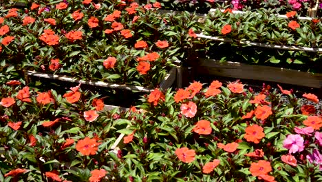 colorful impatiens walleriana cultivated for sale in market