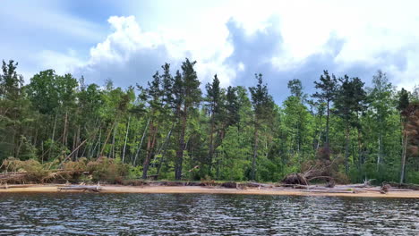 shoreline with fallen trees and a dense green forest under a partly cloudy sky, captured from the water