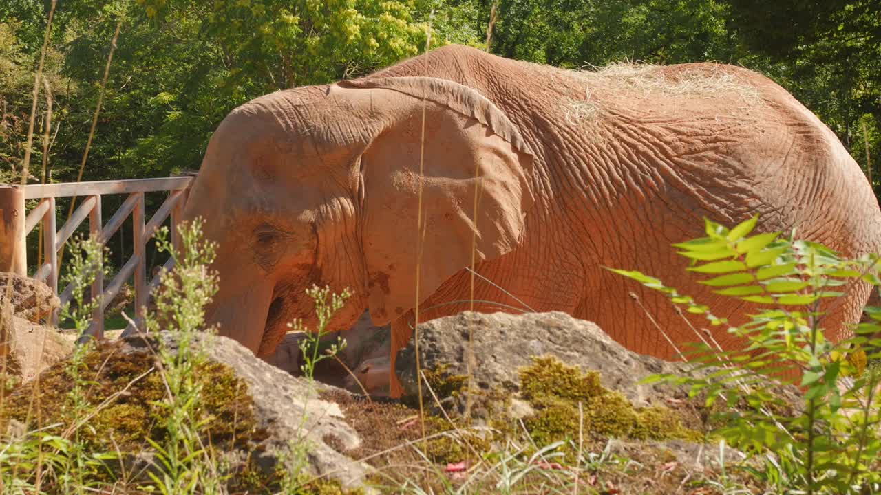 Elephant washing himself on a sunny day. Wild animals
