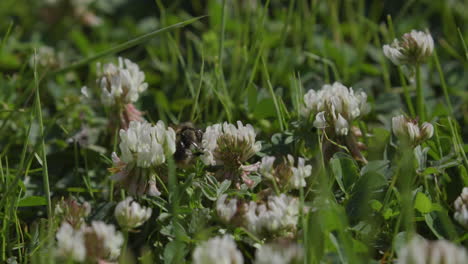 Abeja-Zumbando-Alrededor-De-Flores-De-Trébol-Blanco