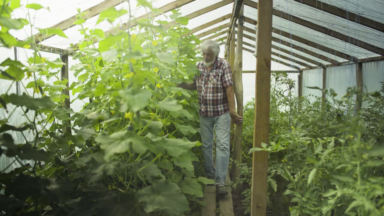 hombre mayor comprobando brotes de verduras en el invernadero