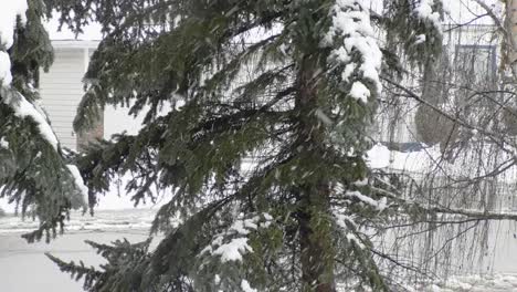 Mäßiger-Schneefall-Vor-Einer-Kiefer