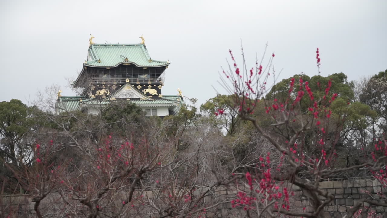 Slow focus shift from the Osaka castle in the background to cherry blossom trees or Sakura starting to bloom in Japan before spring