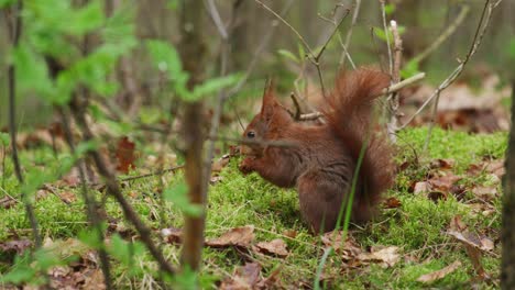 foto de perfil de la ardilla roja sciurus vulgaris masticando en el suelo del bosque de musgo