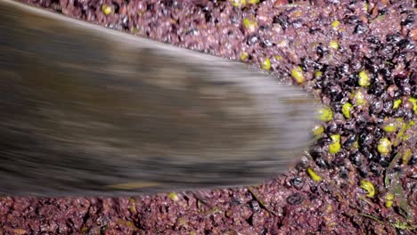 press squeezing olive oil- olive oil mill