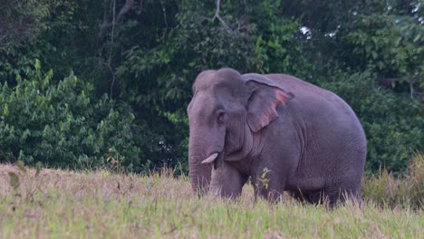 Mirando-Hacia-La-Izquierda-Mientras-Se-Alimenta-De-Algunos-Minerales-Del-Suelo-Mientras-La-Cámara-Se-Aleja,-Elefante-Indio-Elephas-Maximus-Indicus,-Tailandia