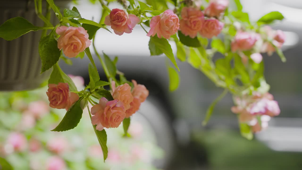 Primo piano con FX3 di fiori estivi rosa