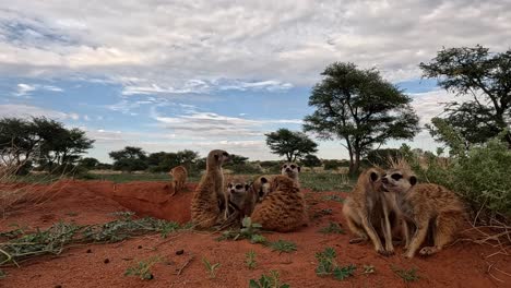 from a ground-level perspective, witness the meerkat's endearing grooming sessions and snug huddles at the burrow, showcasing the daily habits and social bonds of these captivating creatures