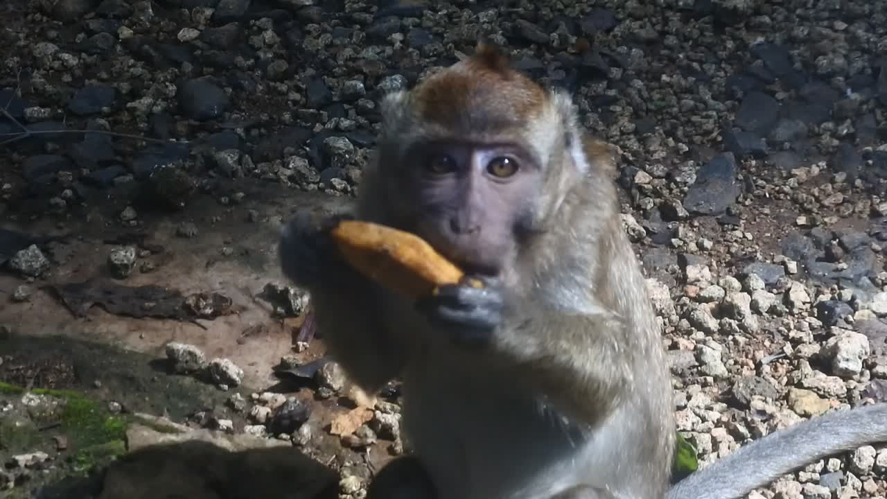 Close up of mammals HD video. primate life while eating fruit. Monkey eat yellow mango fruit at sacred terawang cave in Blora, central java, Indonesia.