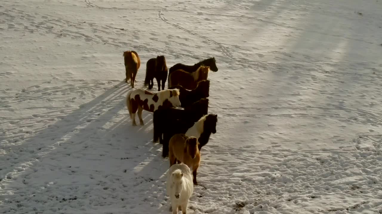 4k 드론의 공중 촬영은 눈 인 에 서있는 다채로운 말의 상당한 모임을 포착하여 위에서 웅장한 장면을 제시합니다.