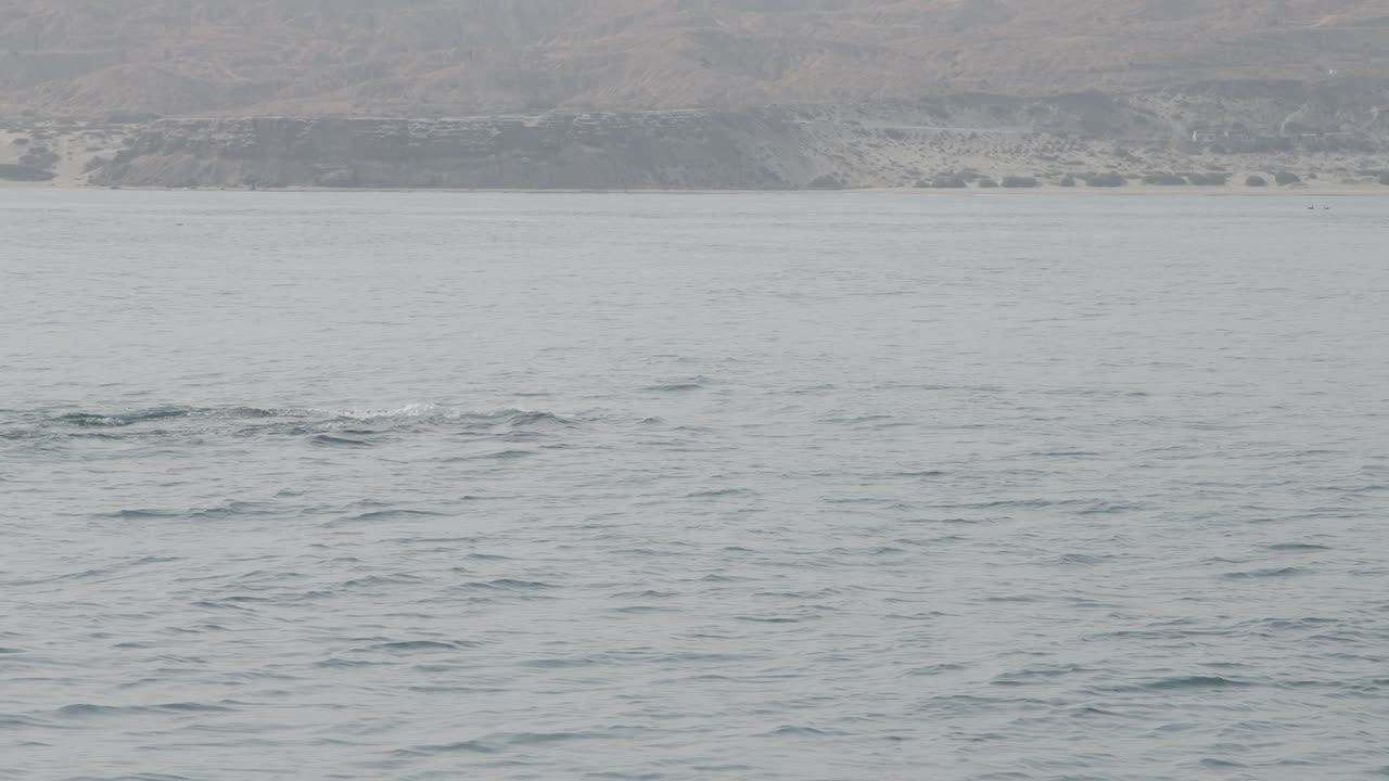 A humpback whale and her baby swim gracefully in calm waters near the shore