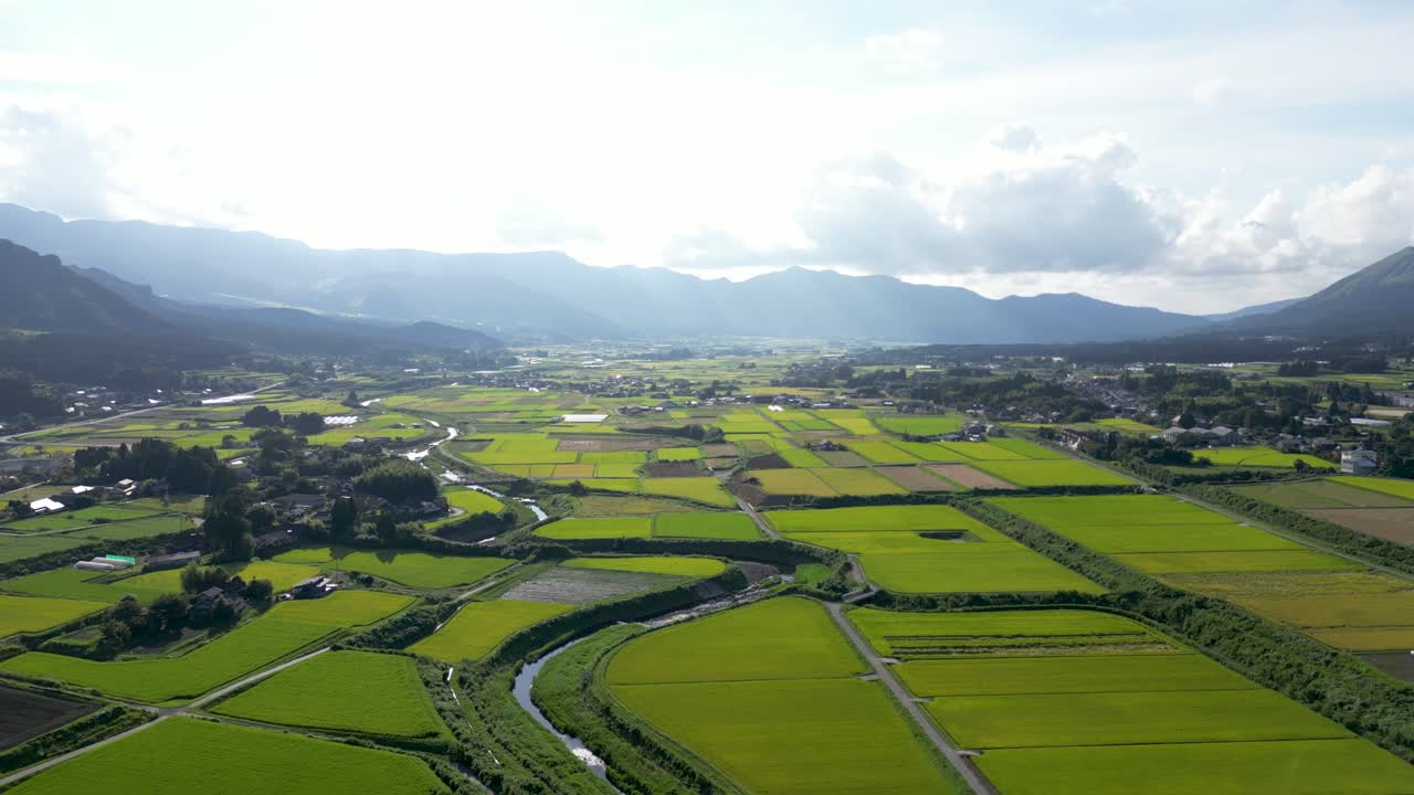High above aerial drone flight over rice fields ready to harvest