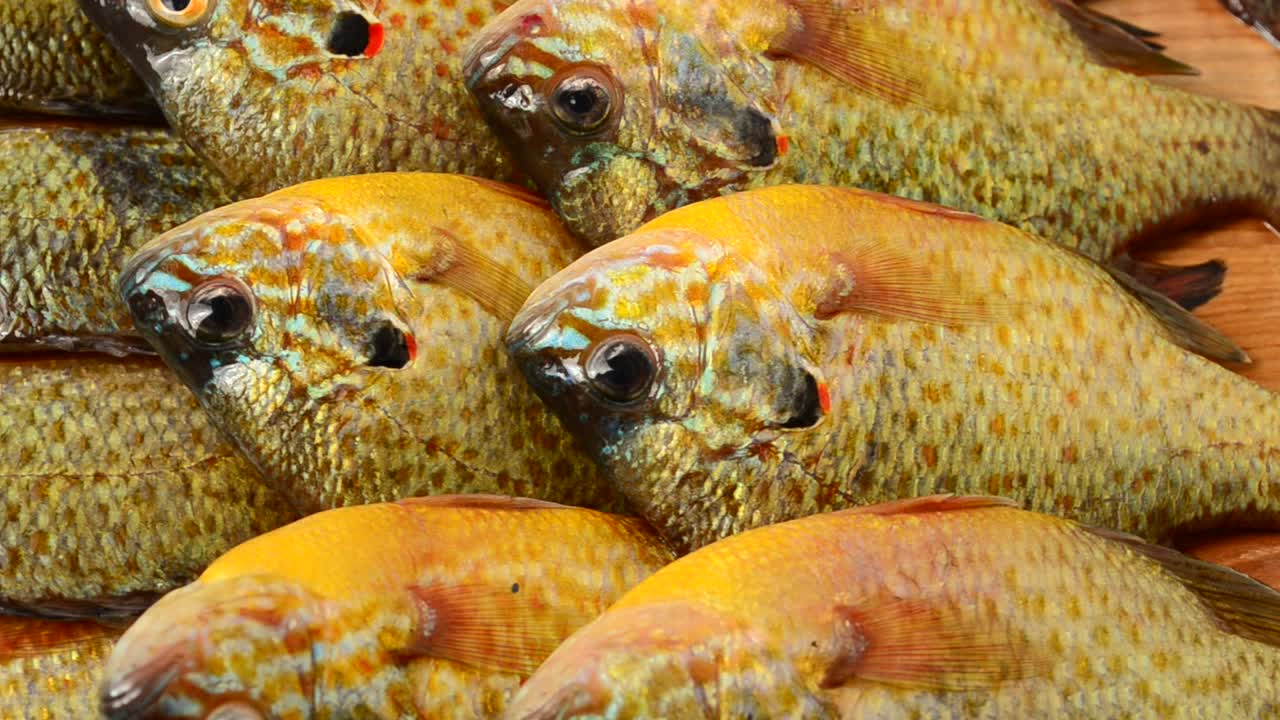 Pesce Flier. Centrarchus macropterus. Lepomis gibbosus. Ripresa in movimento
