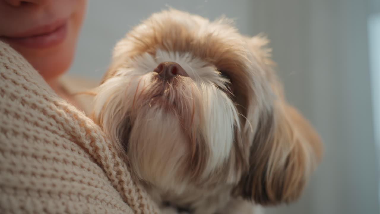 Donna bianca che tiene in braccio un cane, ritratto ravvicinato, dettaglio estremo di pelo e naso, texture a maglia morbida, espressione calma e assonnata, profondità di campo ridotta, luce ambientale calda, atmosfera serena e legame tenero