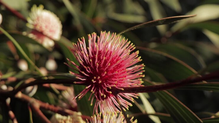 Primo piano di una pianta di Hakea Laurina, in una giornata di sole a Maffra, Victoria, Australia.