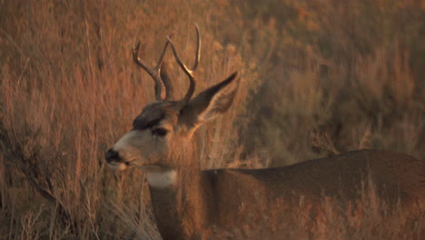 a buck, male deer, stands among tall grass