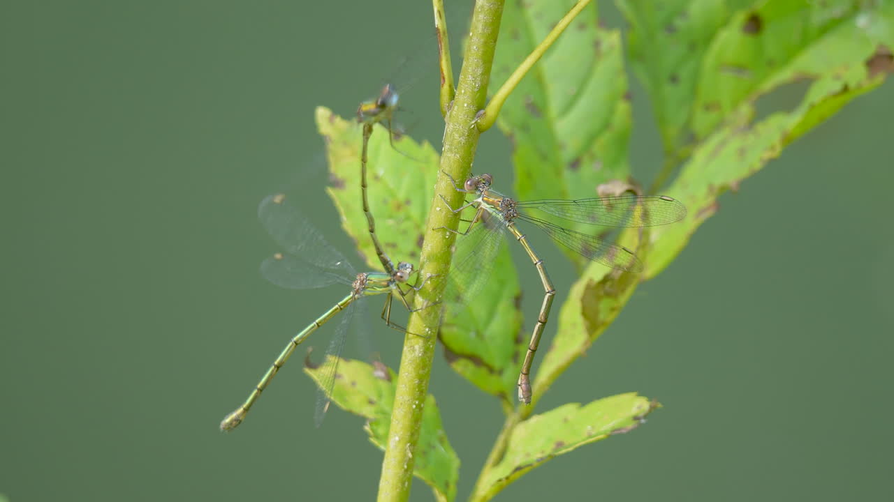 햇빛 아래 녹색 식물에 있는 damselflies 그룹 - odonata 주문에 있는 하위 주문 zygoptera의 곤충