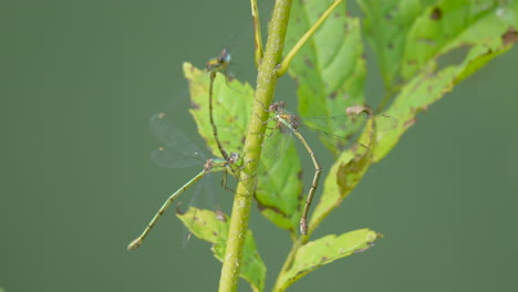 group of damselflies on green plant in sunlight - insects of the suborder zygoptera in the order odonata