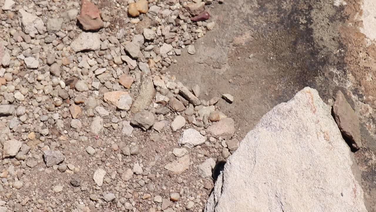 a Dung beetle walking over rocky terrain or ground