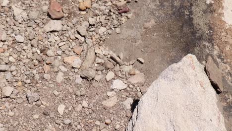 a dung beetle walking over rocky terrain or ground