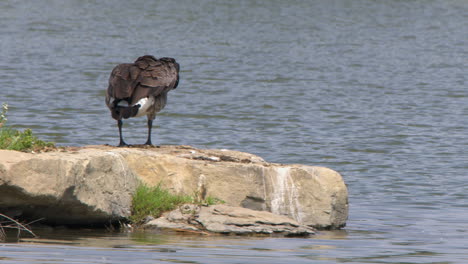 One-Canada-Goose-stands-on-rock-by-pond-preening-plumage-feathers