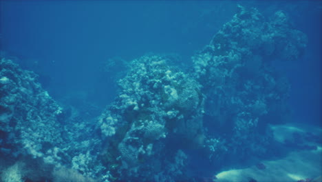 arrecife de coral submarino