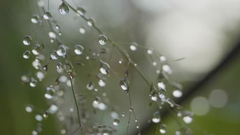 dew drops on grass