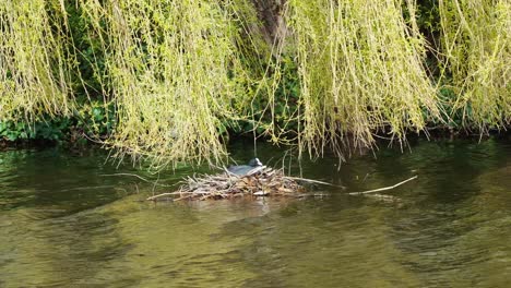 eurasian coot resting on nest in river