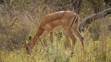 Die-Weibliche-Afrikanische-Impala-Frisst-Hohes-Grünes-Gras-Im-Sanften-Nachmittagssonnenlicht